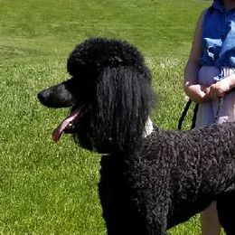 Poodles from Fame S Standard Poodles