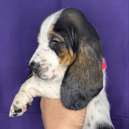 Purple - Black white and brown female Basset Hound puppy in Justin, Texas from S&G's Bassets
