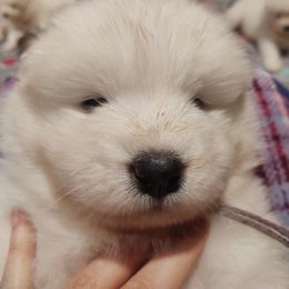 Borzoi and Samoyed Puppies from Kalabria