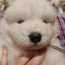 Borzoi and Samoyed Puppies from Kalabria