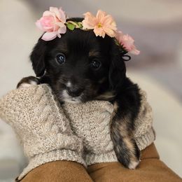 Katherine - Black female Double Doodle puppy in Prescott Valley, Arizona from Ramirez Family Doodles