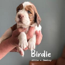 Birdie - Red and white female English Springer Spaniel puppy in Tupalo, Mississippi from Butterfield Trail Farm