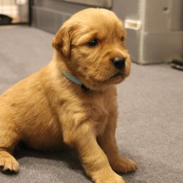 Girl 4 - Skye - Dark golden female Golden Retriever puppy in North Logan, Utah from Twin Canyon Retrievers