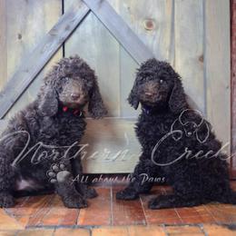 Poodle Puppies from Northern creek standard poodles