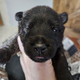 Boy 4 - Black brindle male Scottish Terrier puppy in Seligman, Arizona from Magnum Scottish Terriers