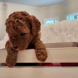 Goldendoodle Puppies from Glitzy Goldendoodles