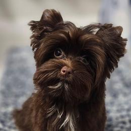 Pup 1 - Chocolate, tan and white male Yorkshire Terrier puppy in Polk City, Florida from Yorkies by Casey