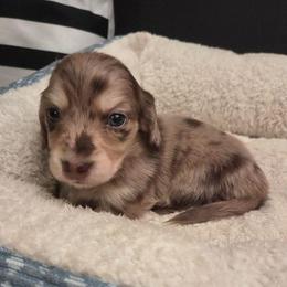 Tony - Dapple male Dachshund puppy in Batesville, Arkansas from Willow Tree Dachshunds