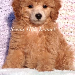 Tansy - Apricot female Poodle puppy in Hurricane Mills, Tennessee from Scenic Hills Kennels