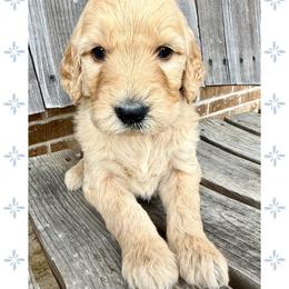Anthony - Cream male Goldendoodle puppy in Caddo Mills, Texas from Fire Wife Doodles