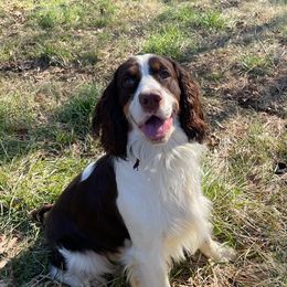 Amos - English Springer Spaniel