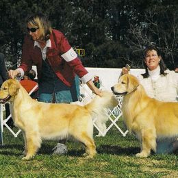 Golden Retrievers from Sunkyst Golden Retrievers