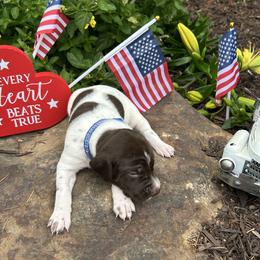 BLUE - White and liver male German Shorthaired Pointer puppy in Jefferson, Georgia from Miracles Happen Farm