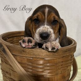 Gray Boy - Black brown and white male Basset Hound puppy in Edgar Springs, Missouri from Red Fern Basset Family