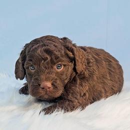 Huck - Brown male Bernedoodle puppy in Russell Springs, Kentucky from 270 Doodles