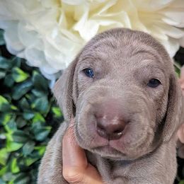 Boy 3 - Silver gray Weimaraner puppy in Jupiter, Florida from Khepri Weimaraners