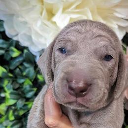 Boy 3 - Silver gray Weimaraner puppy in Jupiter, Florida from Khepri Weimaraners