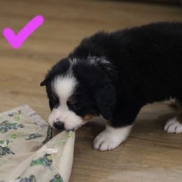 Girl 1 - Black rust and white female Bernese Mountain Dog puppy in Walnut Creek, Ohio from Emerald Acres Bernese