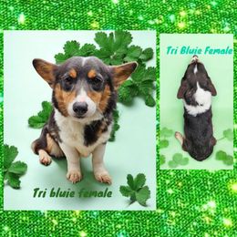 Tri Bluie Girl - Blue Pembroke Welsh Corgi puppy in Unicoi, Tennessee from Unaka Mountain Corgis