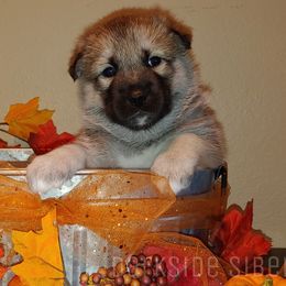 Siberian Husky Puppies from DarkSide Siberians