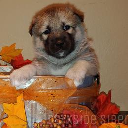 Siberian Husky Puppies from DarkSide Siberians