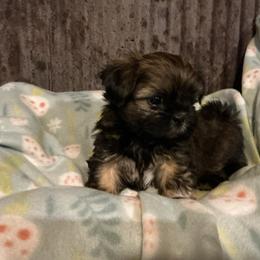 Fox - Brindle male Shih Tzu puppy in Pleasant Shade, Tennessee from Kuntry Tyme Shih Tzu