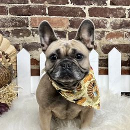Willow - French Bulldog