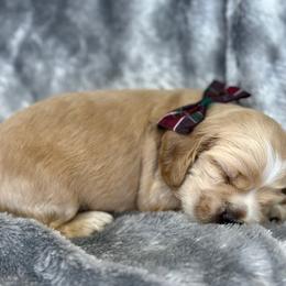 Cocker Spaniel Puppies from Bella Cavalier and Cockers