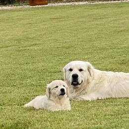 Golden Retriever Puppies from Pushin’ Sand Goldens