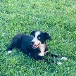 Phoebe - Black & white female Miniature Australian Shepherd puppy in California from Eagle River Aussies