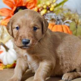 French Bulldog, Golden Retriever, and Labrador Retriever Puppies from Trigger Time Kennels