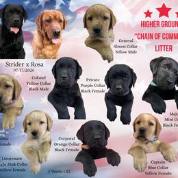 Captain Blue - Yellow female Labrador Retriever puppy in Eaton Rapids, Michigan from Higher Ground Labradors