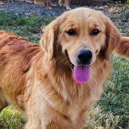 Missy - Golden Retriever