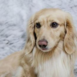 Pearl - Dachshund