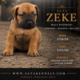 Sovereign (Brown) - Fawn male Boerboel puppy in Delta, Colorado from SATA Kennels