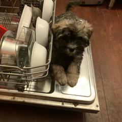 Lowchen Puppies from Ashford Kennel