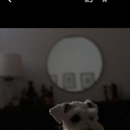 Jack - Miniature Schnauzer
