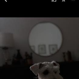 Jack - Miniature Schnauzer