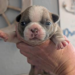 Blue Fawn Boy 1 - Blue male Boston Terrier puppy in Oak Hills, California from All American Boston Terriers