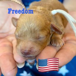 Freedom - Red  female Poodle puppy in Ardmore, Oklahoma from The Poodles of Green Acres