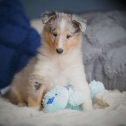 Fairy - Blue merle Collie puppy in Virginia from Blackberry Hills Cattle dogs and Collies