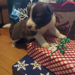 Prancer- Yellow Collar - Red Border Collie puppy in Locust Grove, Virginia from Valkyrie Ranch Border Collies