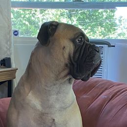 Izzy - Bullmastiff