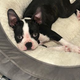 Boston Terrier Puppies from K&N Boston Paws