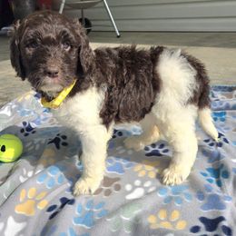 Cookie - female Newfypoo puppy in Mckenzie, Tennessee from Small Town Doodles & Poodles