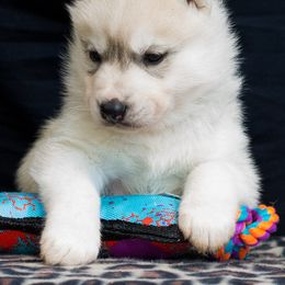 Siberian Husky Puppies from Zuska Siberians