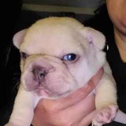 French Bulldog Puppies from Culichitown Frenchies