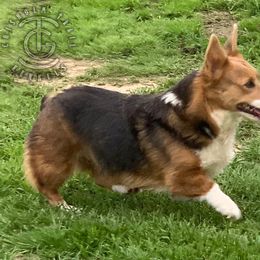 Sapphire - Pembroke Welsh Corgi