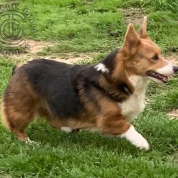 Sapphire - Pembroke Welsh Corgi