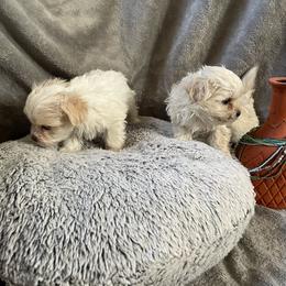 Lulu - White female Morkie puppy in Taylorsville, North Carolina from Mountain Top Hot Tailz
